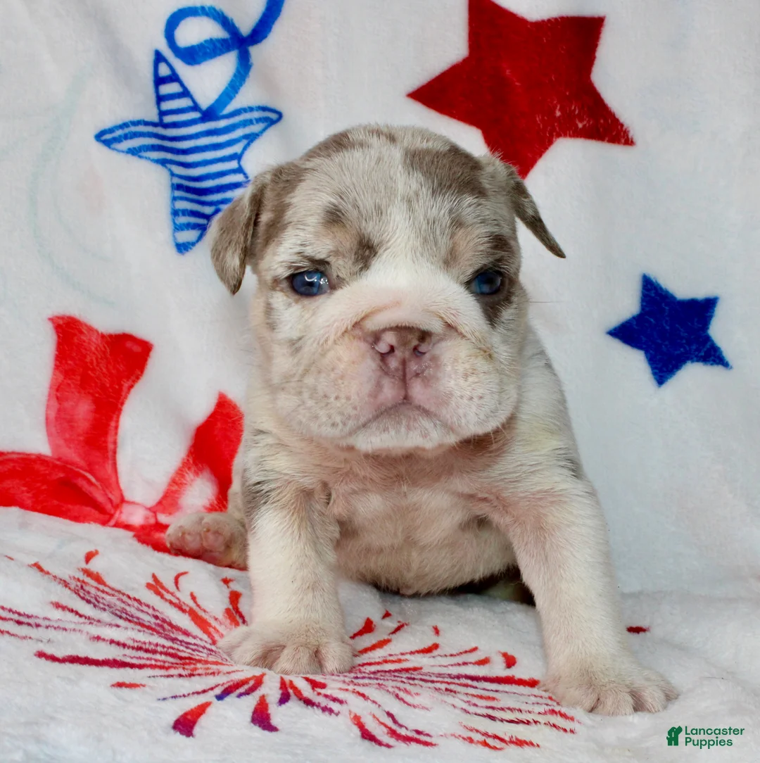 English Bulldog dogs for sale: Lilly - Ad 3
