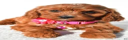 Cavapoo dogs for sale: Sweetie - Ad 4