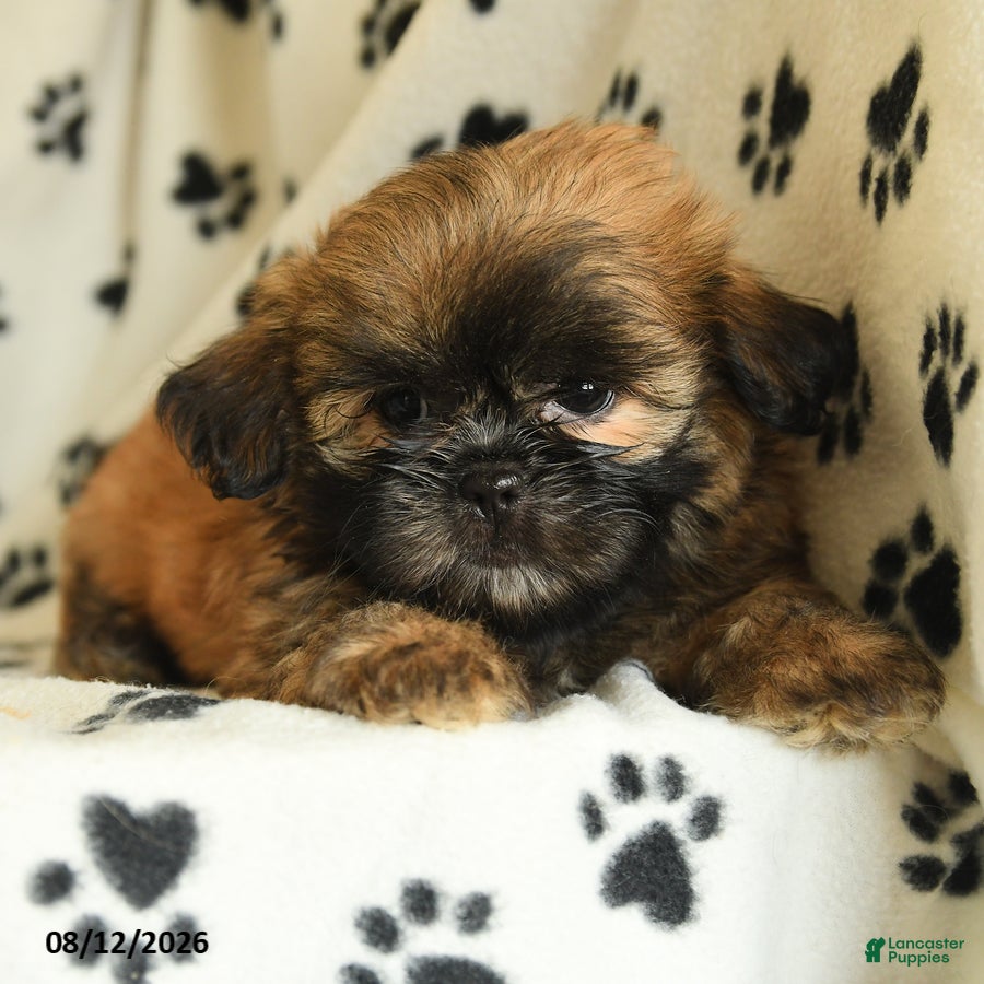 Shih Tzu dogs Zeus - Ad 2