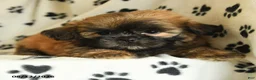 Shih Tzu dogs for sale: Zeus - Ad 2