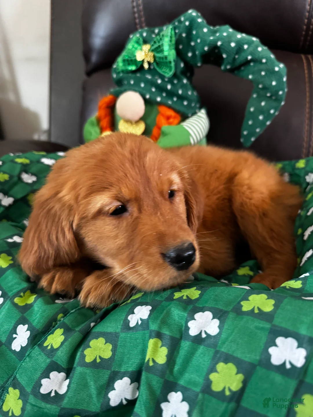 Golden Retriever dogs for sale: gus - Ad 1