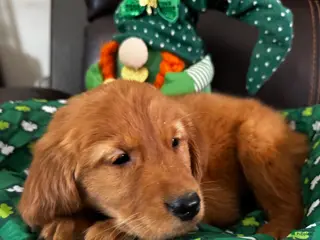 Golden Retriever dogs gus - Ad 41