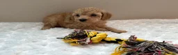 Toy Poodle dogs for sale: Cream toy poodle boy  - Ad 5