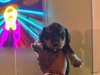 Mini Bernedoodle dogs - Ad 7