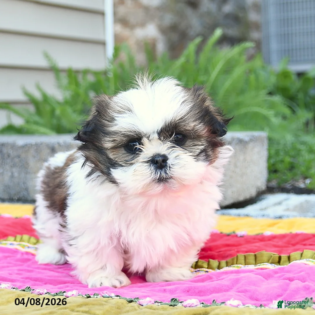 Shih Tzu dogs for sale: Dandelion  - Ad 1