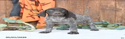 German Shorthaired Pointer dogs for sale: Mindy - Ad 4