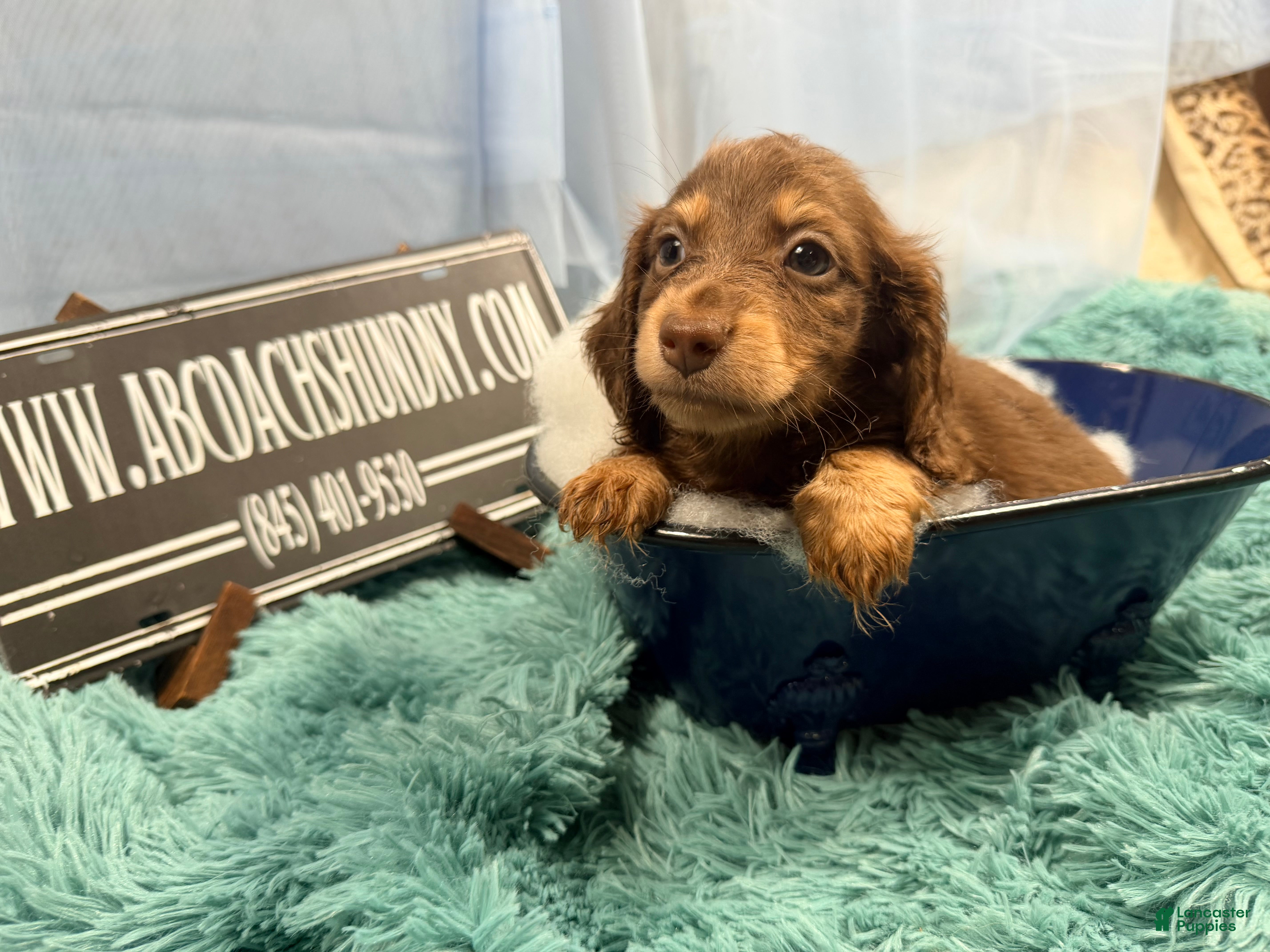 Miniature Dachshund dogs Pra clear AKC russian - Ad 32