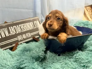 Miniature Dachshund dogs Pra clear AKC russian - Ad 10