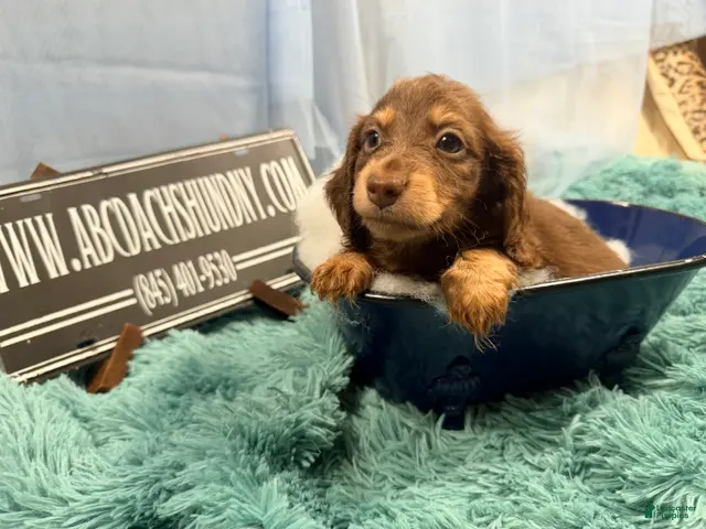 Miniature Dachshund dogs for sale: Pra clear AKC russian - Ad 11