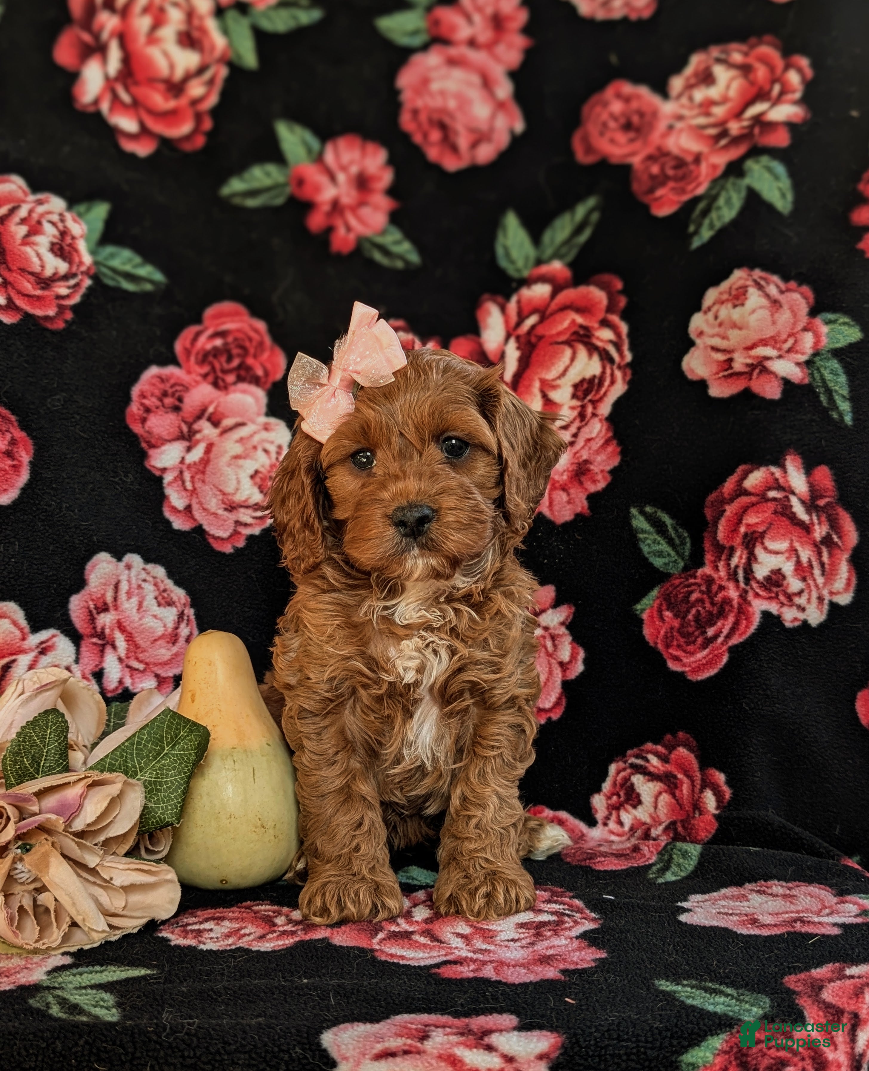Cockapoo dogs for sale: Josie - Ad 2