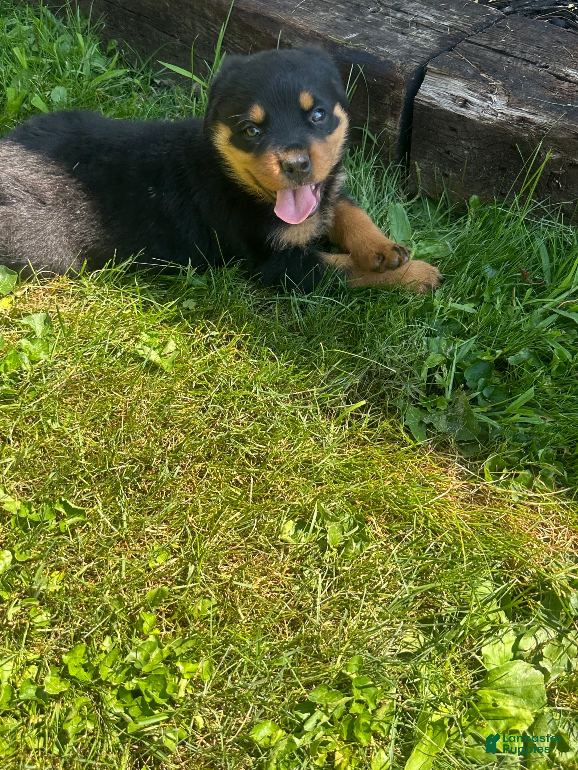 Rottweiler dogs Dolly - Ad 23