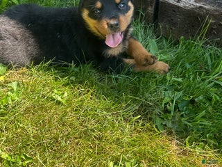 Rottweiler dogs Dolly - Ad 36