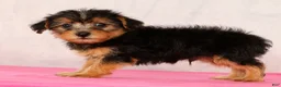 Yorkiepoo dogs for sale: Mitch - Ad 8
