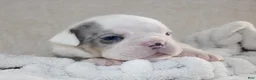 English Bulldog dogs for sale: Hayes - Ad 2