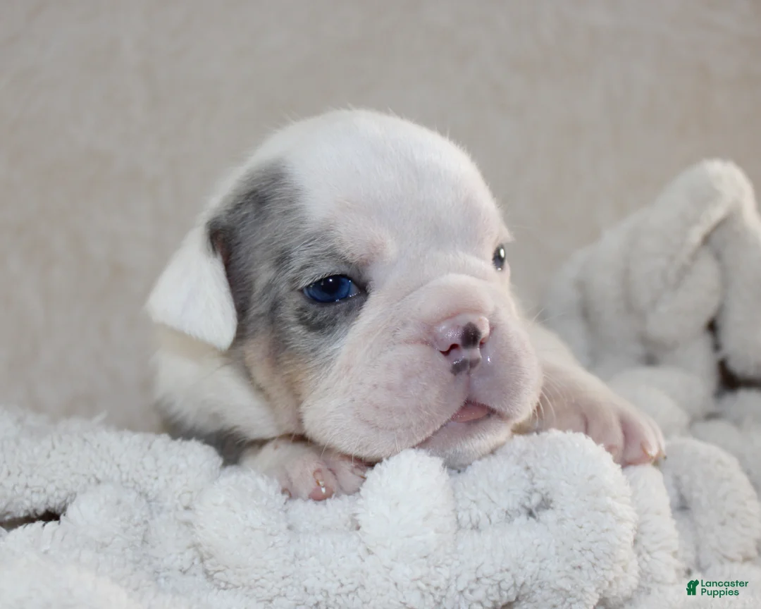 English Bulldog dogs for sale: Hayes - Ad 2