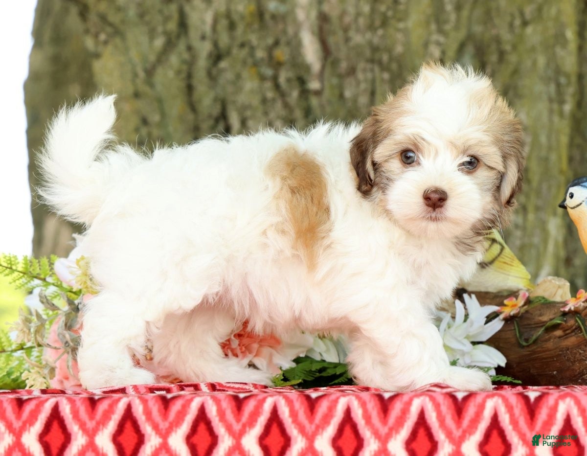 Havanese dogs for sale: Leeda - Ad 1