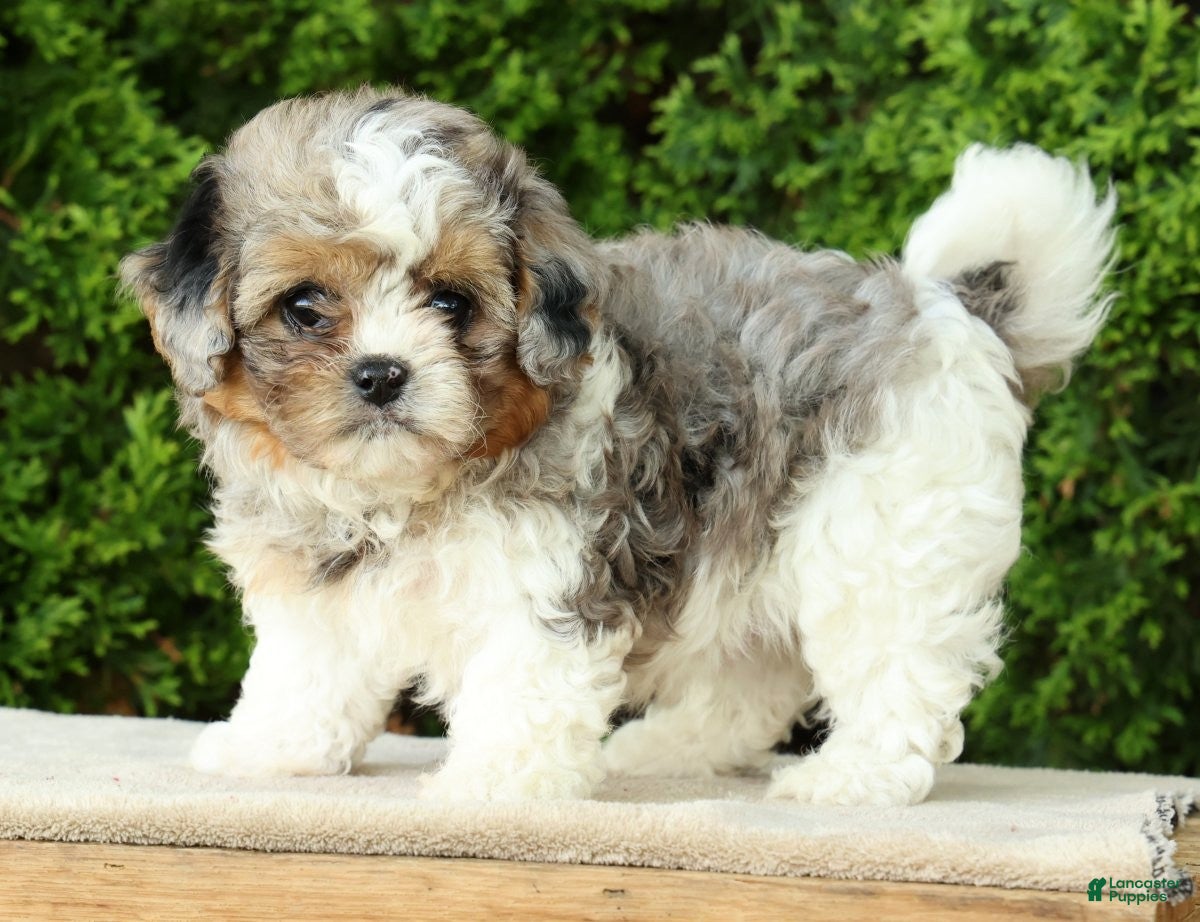 Mixed Breed dogs for sale: Finn - Ad 6