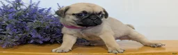 Pug dogs for sale: Nala - Ad 2