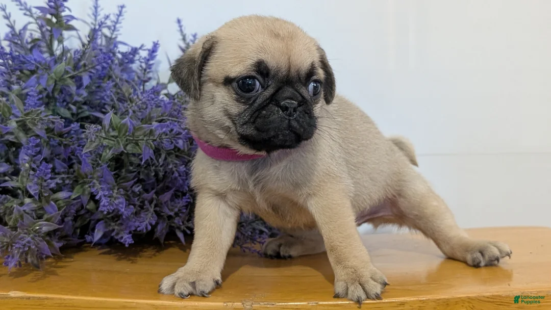Pug dogs for sale: Nala - Ad 2