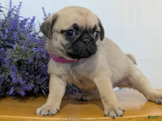 Pug dogs for sale: Nala - Ad 2