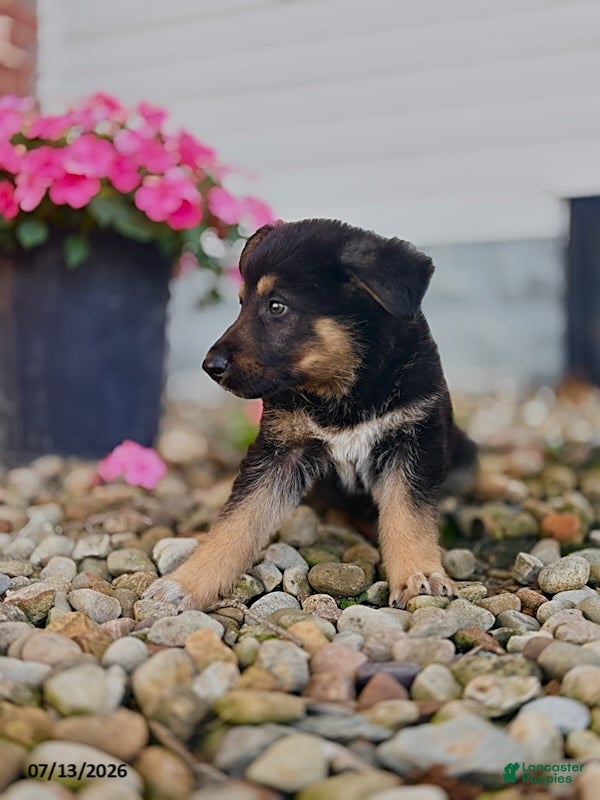 German Shepherd dogs for sale: Axel - Ad 3