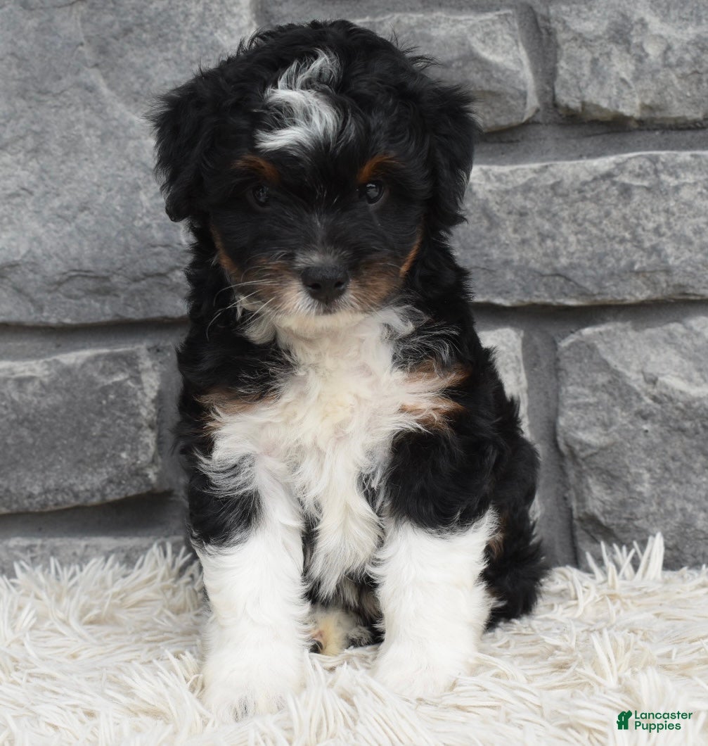Mini Aussiedoodle dogs Cash  - Ad 2