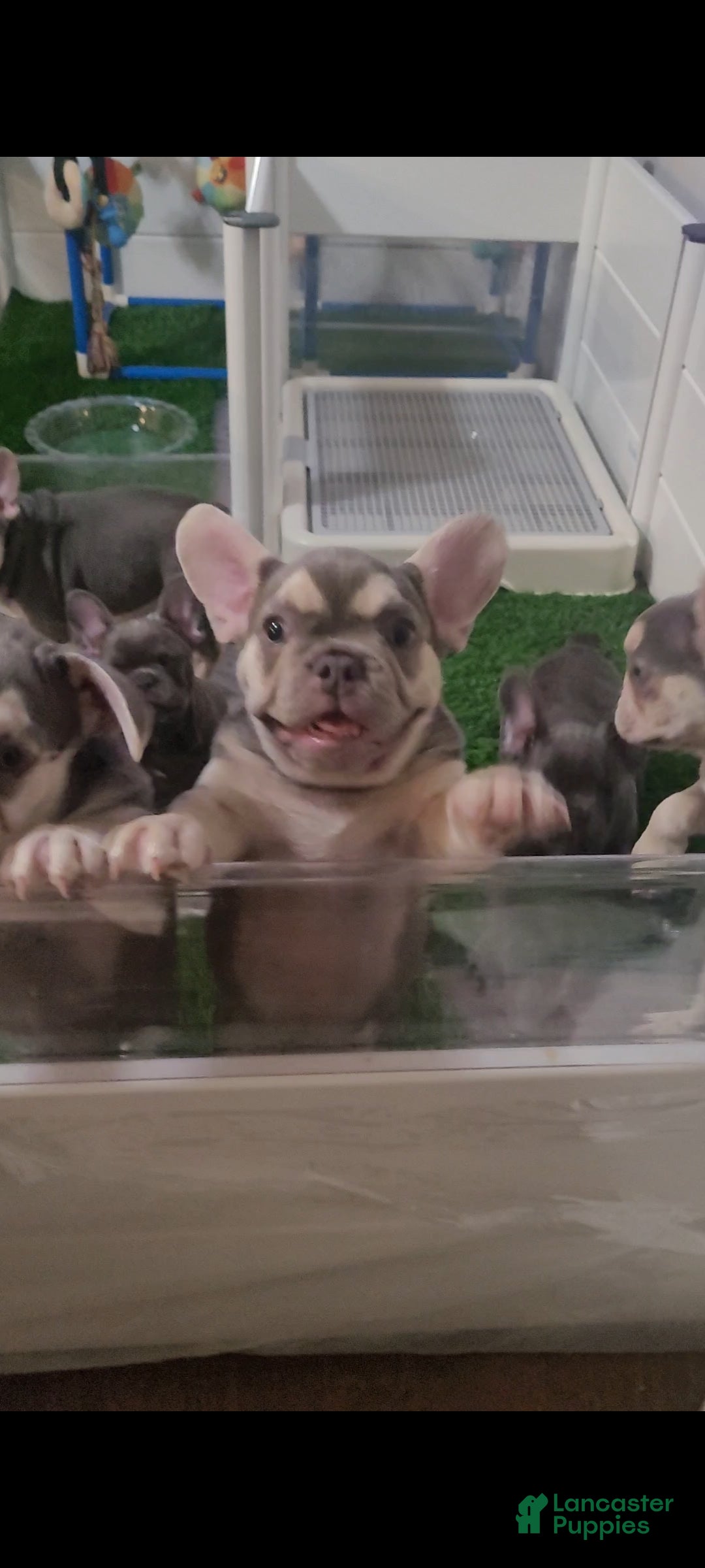 French Bulldog dogs French Bulldog 2 - Ad 12