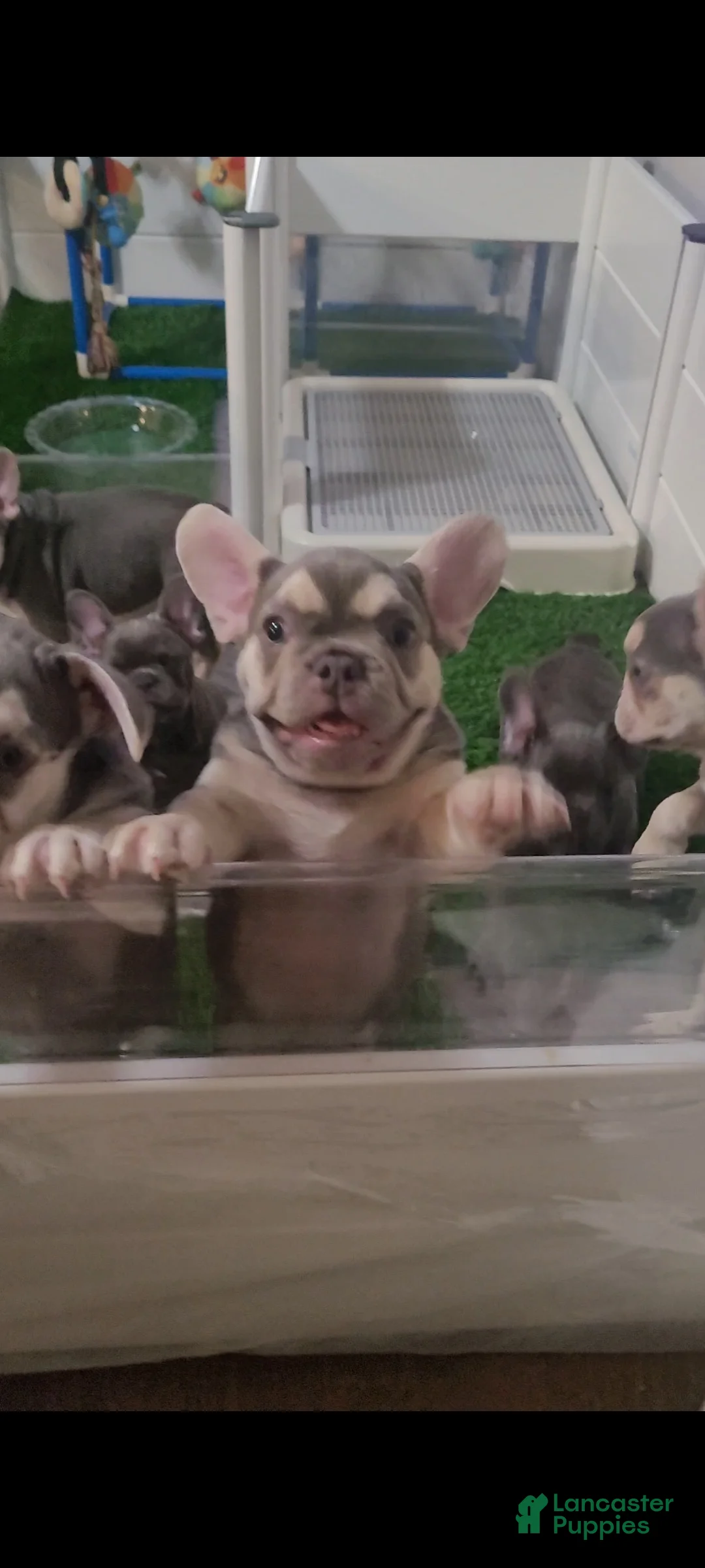 French Bulldog dogs for sale: French Bulldog 2 - Ad 1