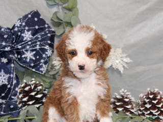 Miniature Poodle dogs Queen - Ad 30
