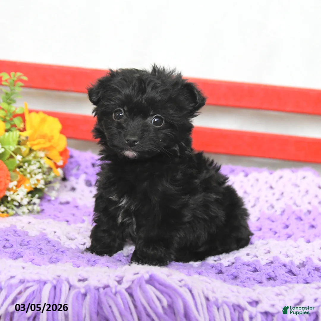 Chipoo dogs for sale: Max - Ad 2