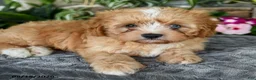 Cavapoo dogs for sale: Taffy - Ad 4