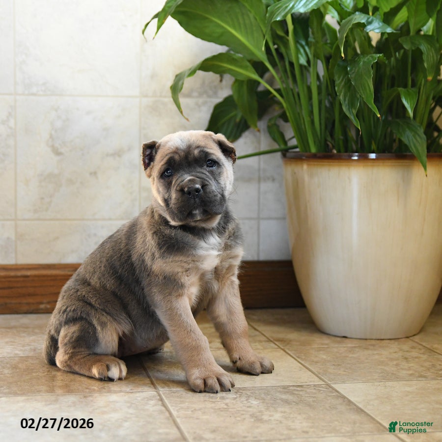 Cane Corso dogs Willow - Ad 2