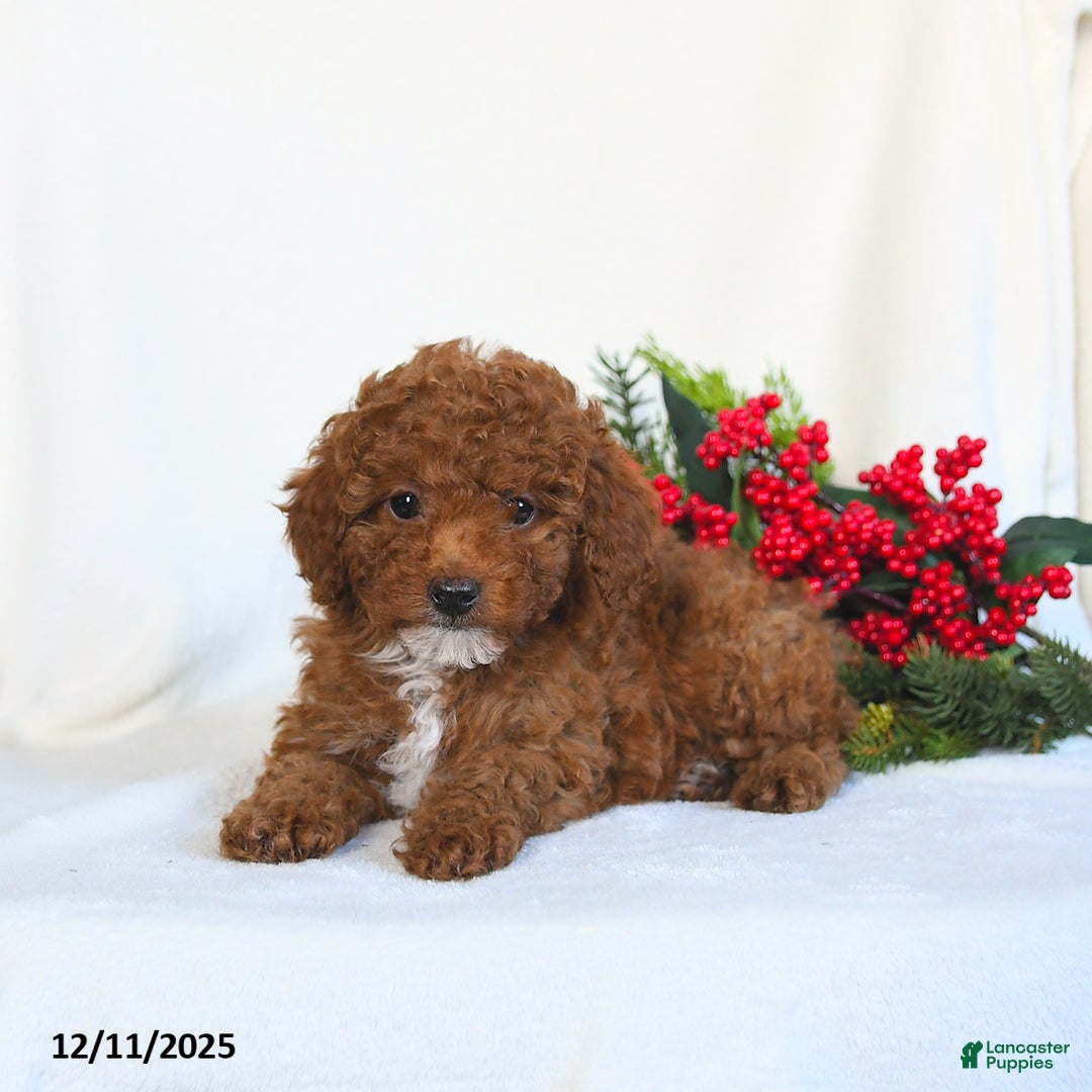 Toy Poodle dogs for sale: Vega - Ad 3
