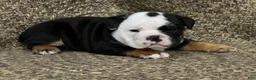 English Bulldog dogs for sale: Cupid - Ad 6