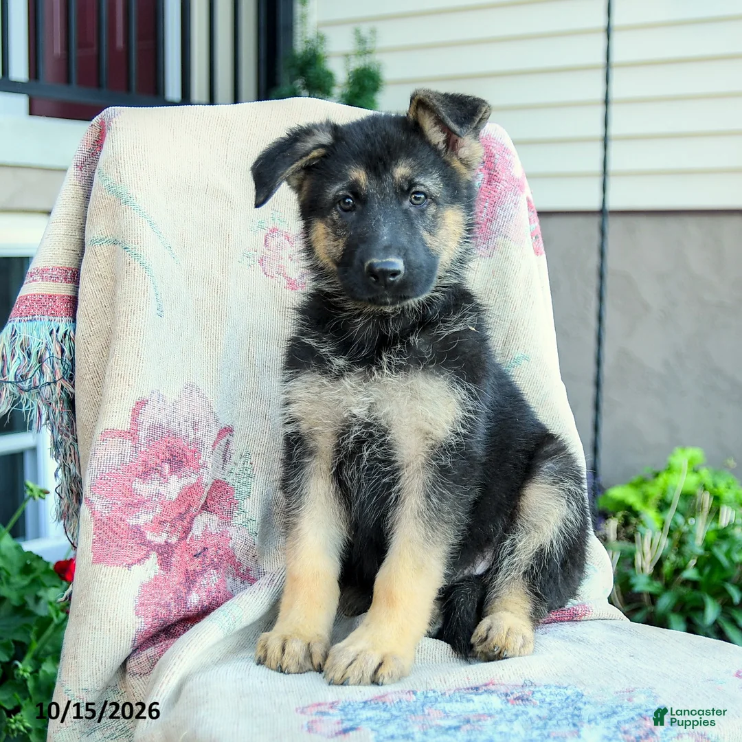 German Shepherd dogs for sale: Aria - Ad 2