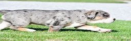 Beabull dogs for sale: Bo - Ad 12