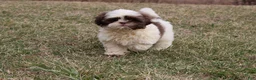 Shih Tzu dogs for sale: Erinie - Ad 2