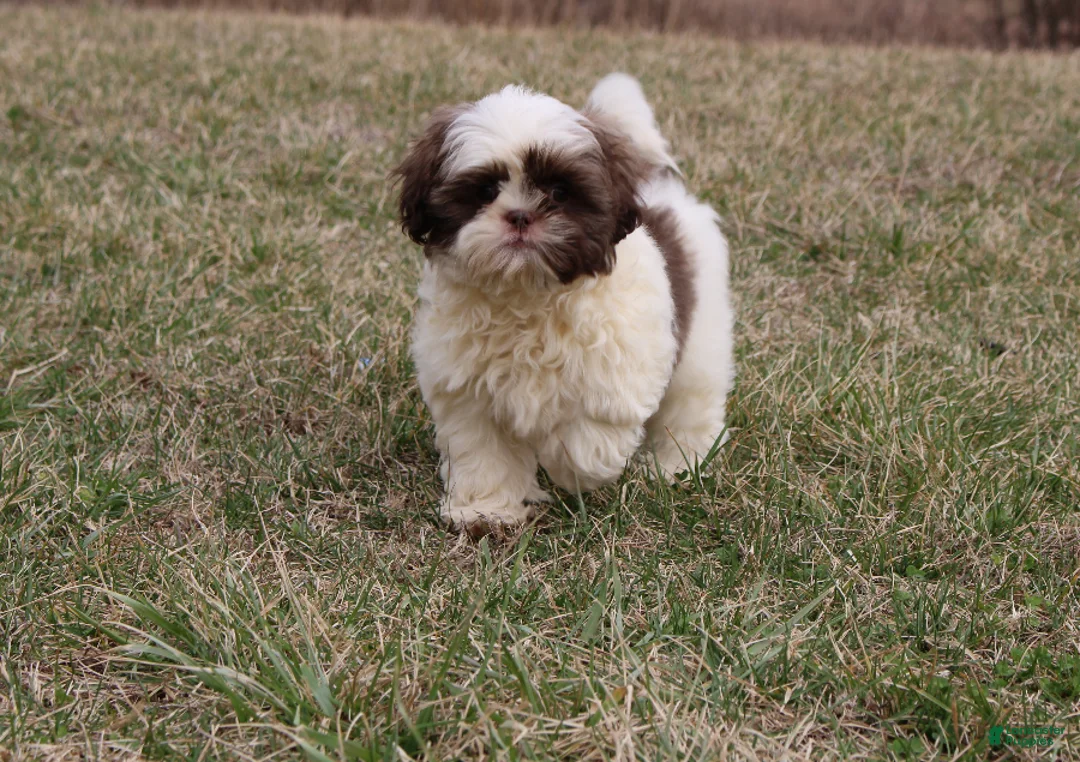 Shih Tzu dogs for sale: Erinie - Ad 2