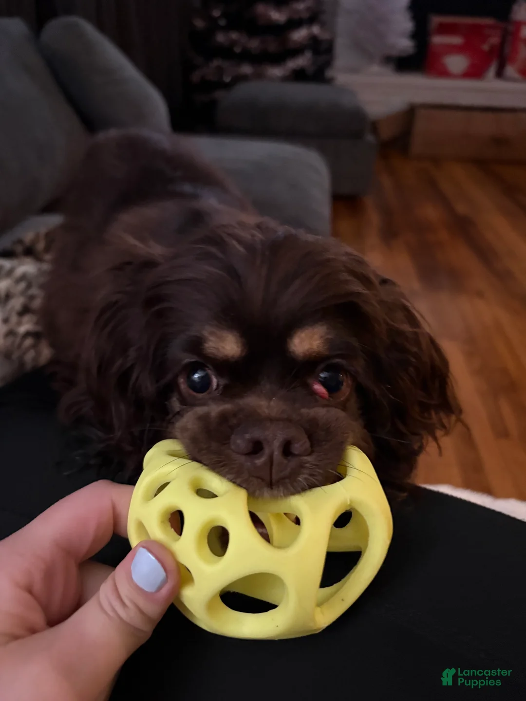 Cocker Spaniel dogs for sale: Cocker Spaniel Puppy 6 - Ad 2