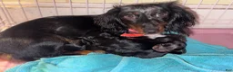 Miniature Dachshund dogs for sale: Bo - Ad 4