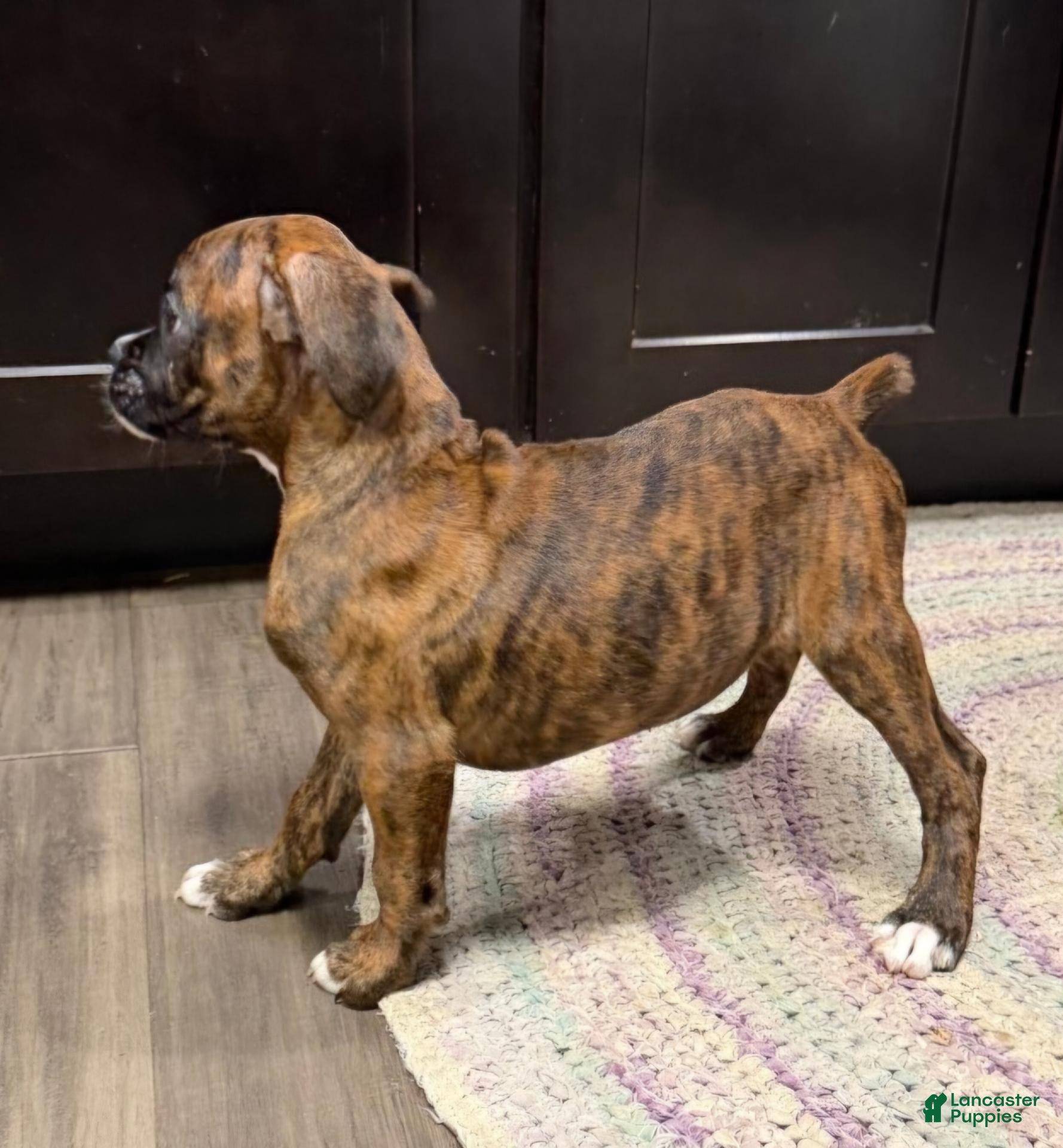 Boxer dogs Boxer puppies  - Ad 23