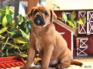 Mixed Breed dogs for sale: Tinker - Ad 4