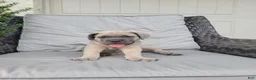 Cane Corso dogs for sale: Bella - Ad 4