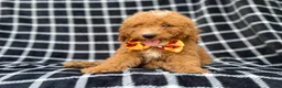 Mini Goldendoodle dogs for sale: Lenny - Ad 4