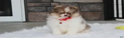 Pomeranian dogs for sale: Bentley AKC - Ad 9
