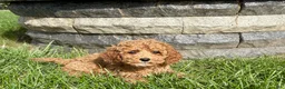 Cockapoo dogs for sale: Cockapoo female 4 - Ad 8