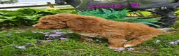 Goldendoodle dogs for sale: Goldendoodle Puppy 10 - Ad 3