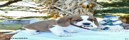 Beagle dogs for sale: Jill - Ad 2
