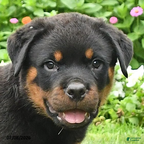 Rottweiler dogs Kato - Ad 2