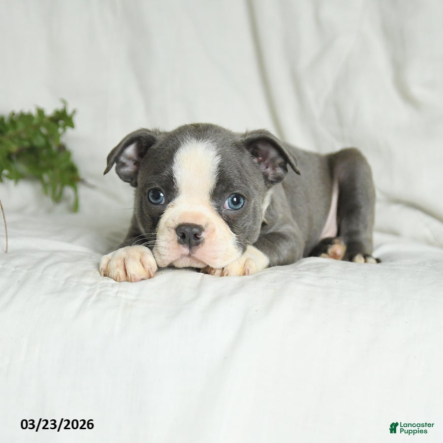 Boston Terrier dogs Casper - Ad 1